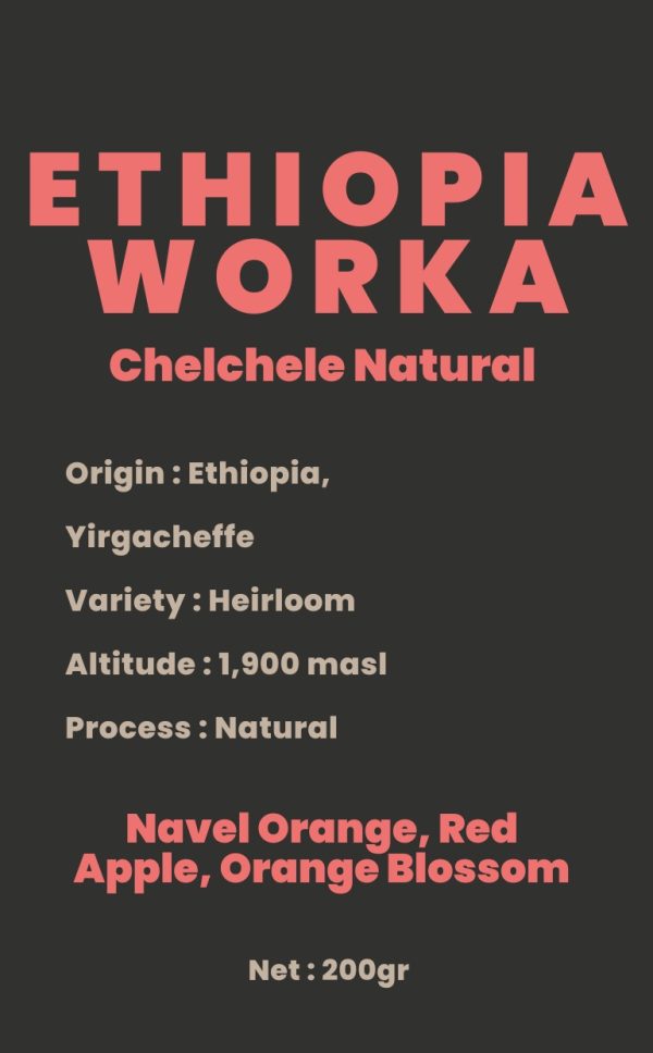 stiker-wolf-2026-pdf-3 ETHIOPIA WORKA CHELCHELE - NATURAL